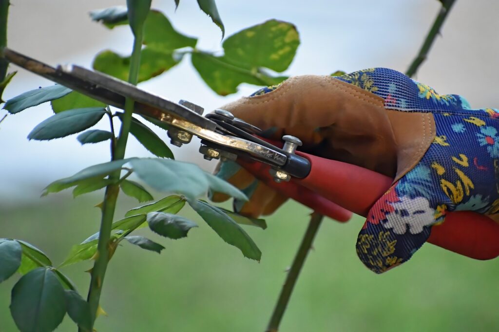 A vinedresser pruning branches on a fruitful vine