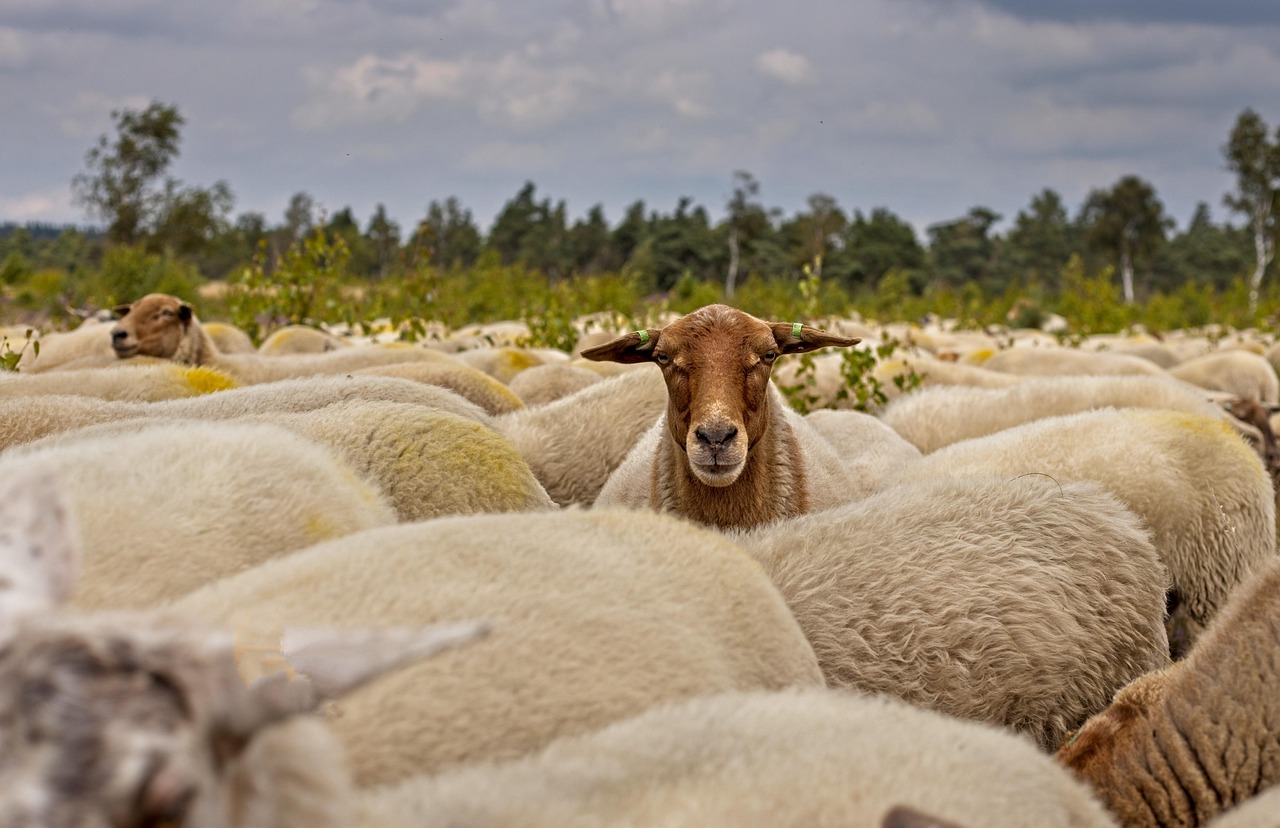Sheep being annoited with oil symbolizing us being annoited by the holy spirit