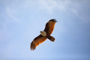 Soar like an Eagle, trust in GOd