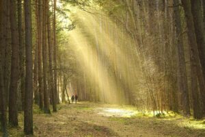 A person walking on a path with one side dark and the other bathed in light, symbolizing the choice to be conformed or transformed.