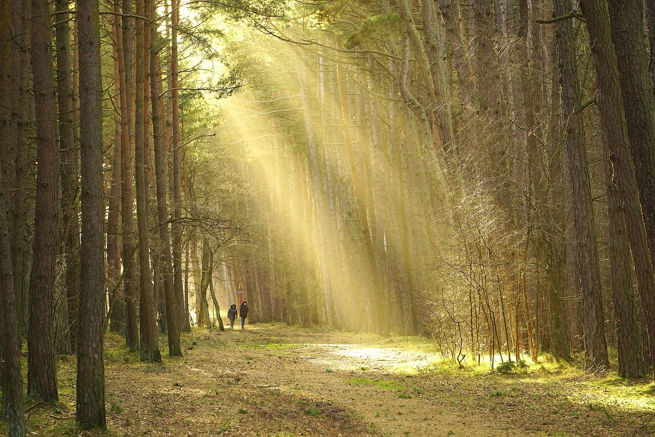 A person walking on a path with one side dark and the other bathed in light, symbolizing the choice to be conformed or transformed.