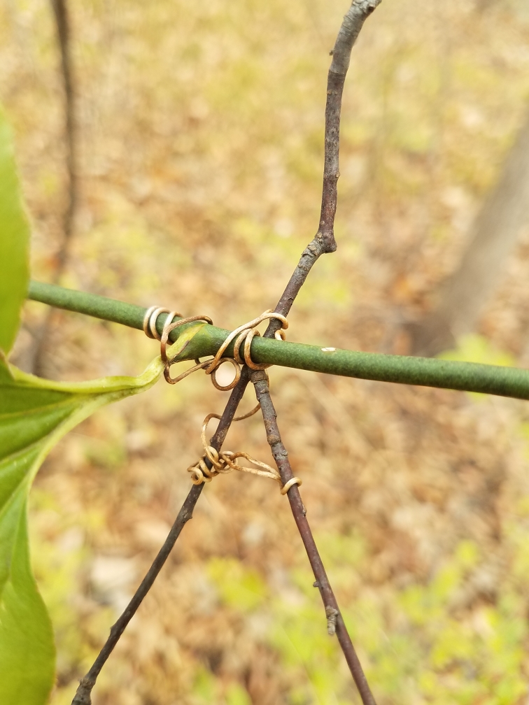 Branches clinging to a strong vine representing the power of God