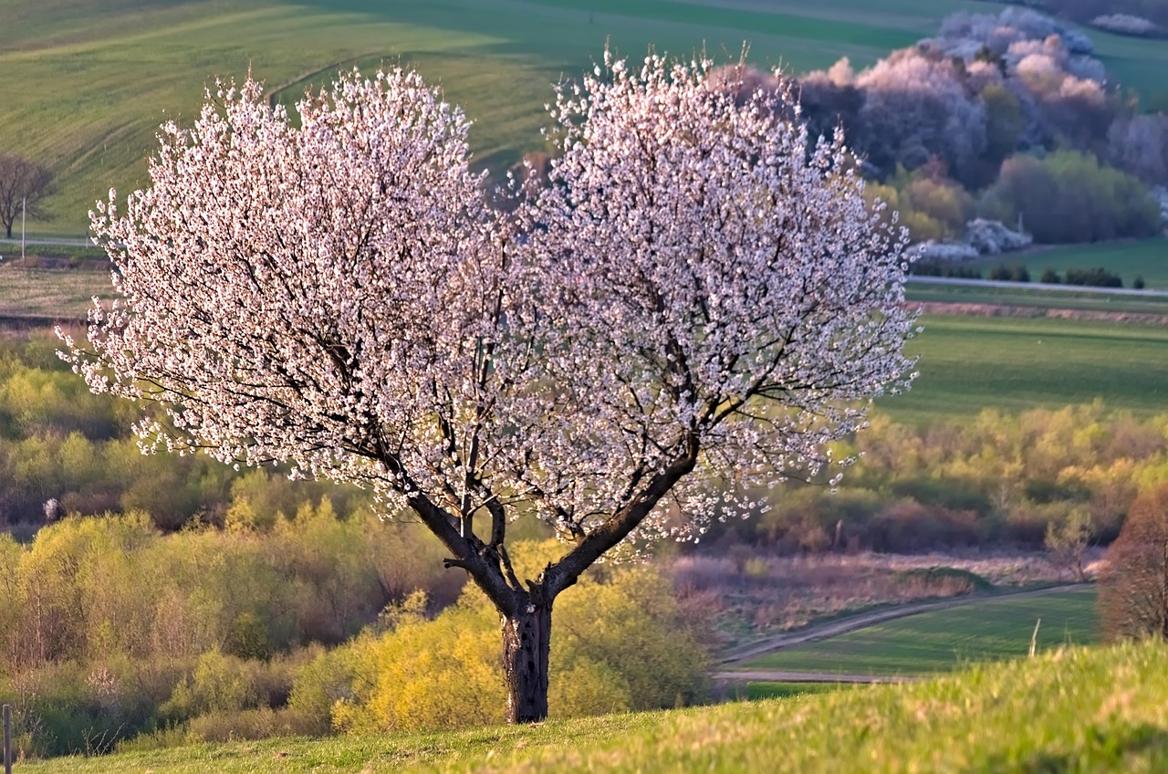 Mustard seed growing into a strong tree representing the Kingdom of God