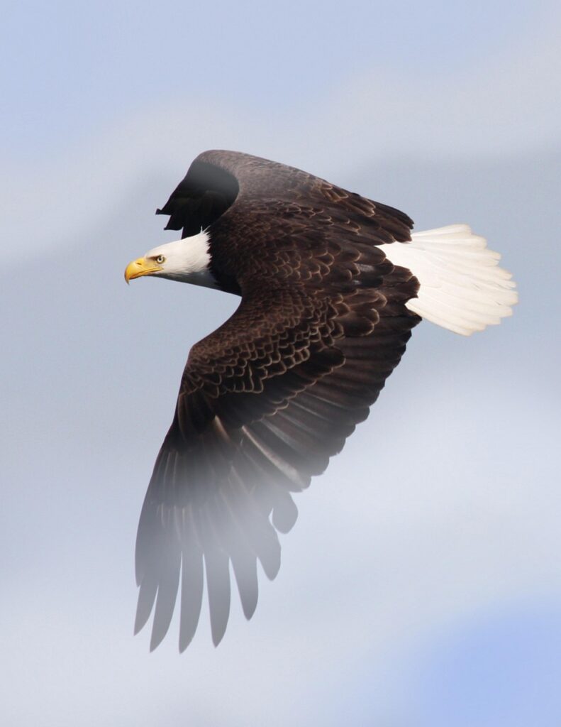 Soar with the eagles in faith