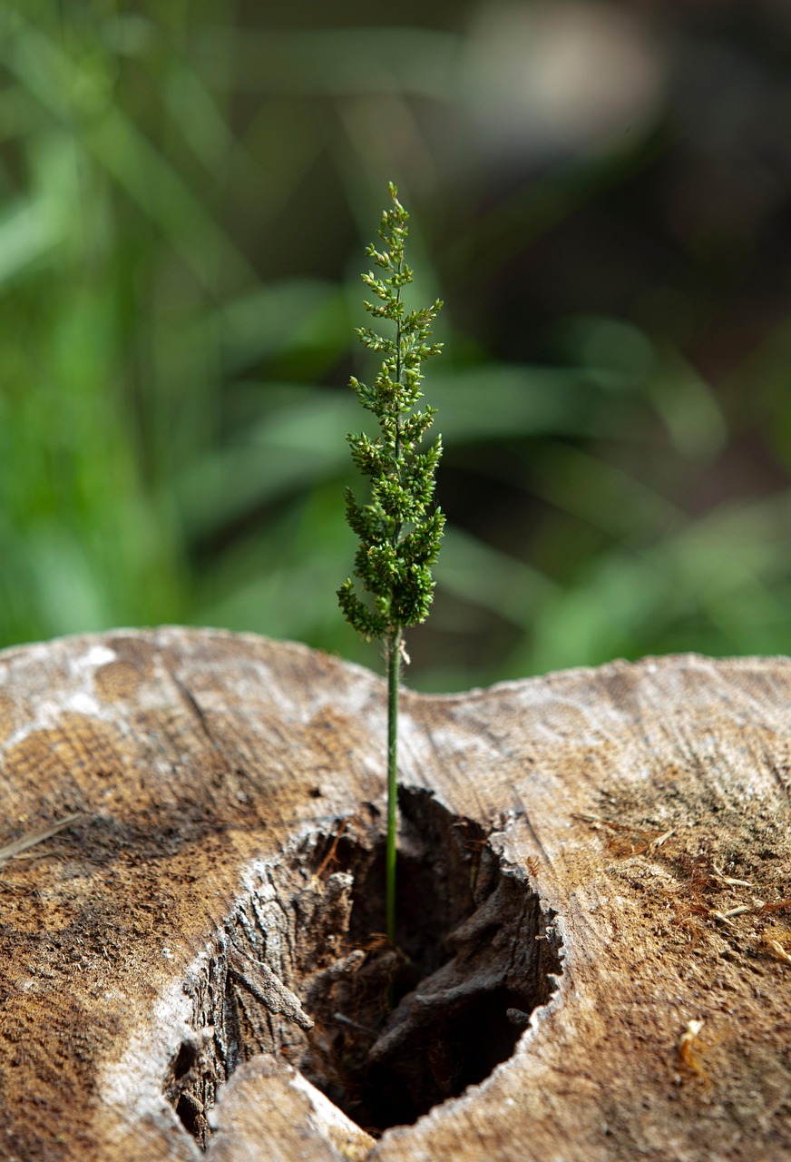 Prophetic image of a green shoot growing from a cut tree stump