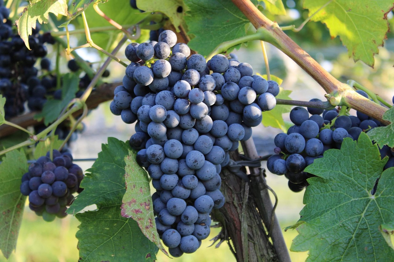 Vine and branches symbolizing abiding in Christ