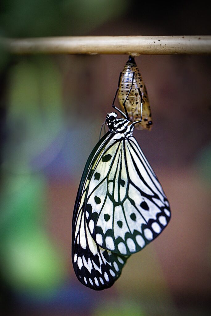 Butterfly representing spiritual transformation from Romans 12:2
