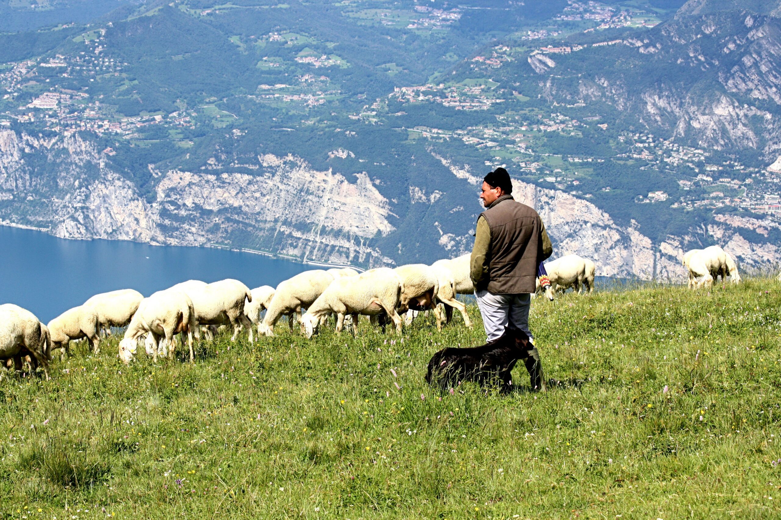 Shepherd leading sheep beside still waters under God's loving care