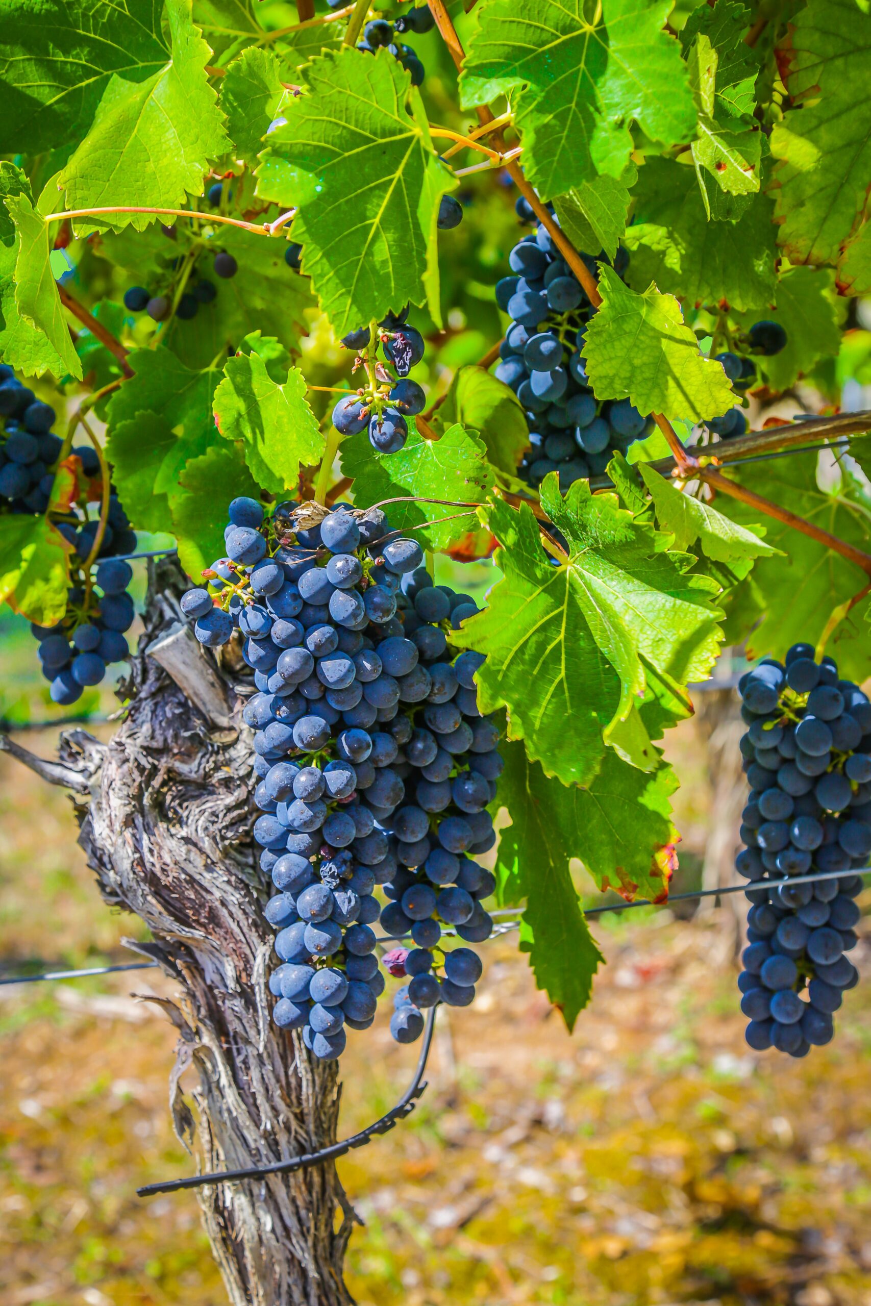 Sun shining through a flourishing grapevine, illustrating believers' union with Christ, the True Vine.
