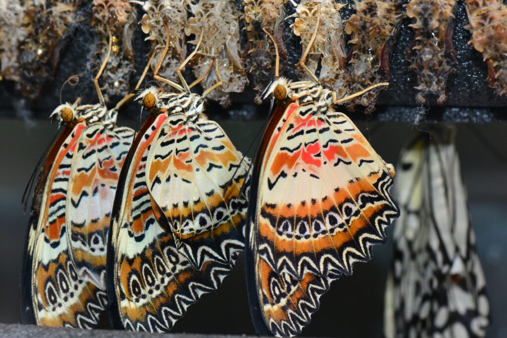 Butterfly emerging from a chrysalis symbolizing the new resurrection body promised in Christ