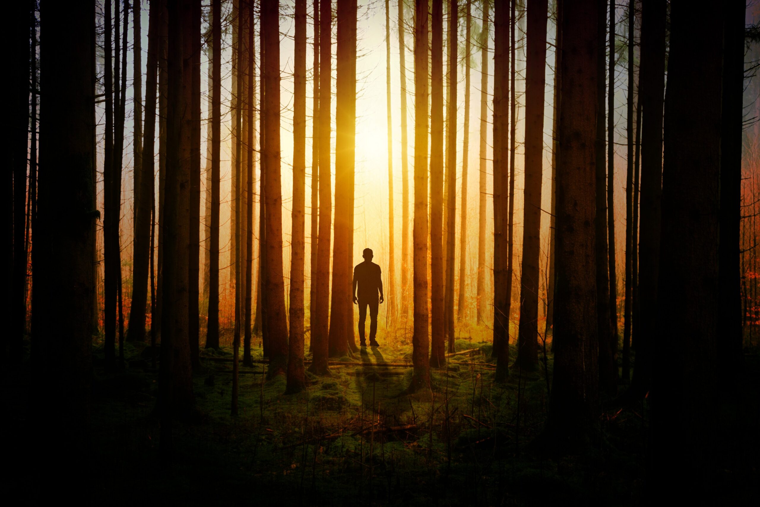 Sunlight breaking through dark forest symbolizing Christ guiding mankind out of darkness.