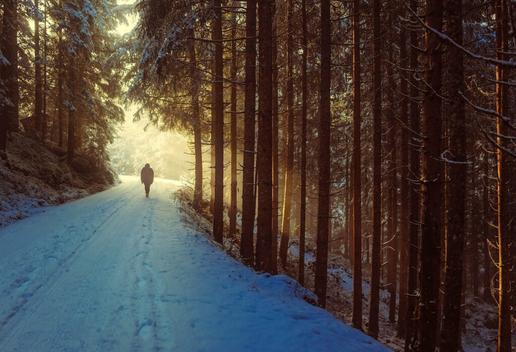 Sunlight breaking over a winding path through wilderness, symbolizing God's provision and teaching