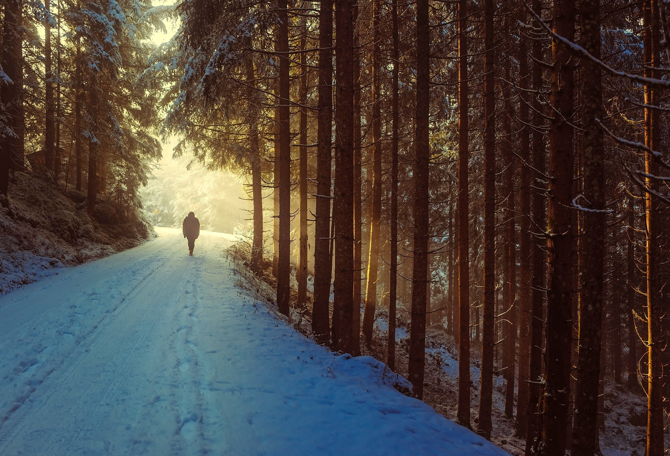 Sunlight breaking over a winding path through wilderness, symbolizing God's provision and teaching