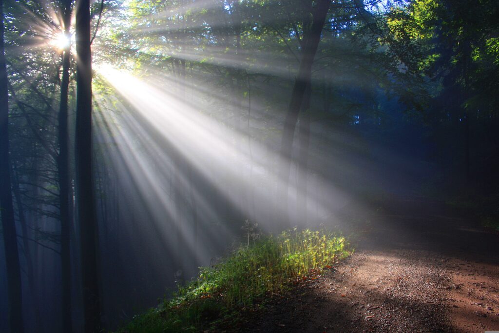 Quiet path through peaceful woods in soft morning light representing listening for  God's voice