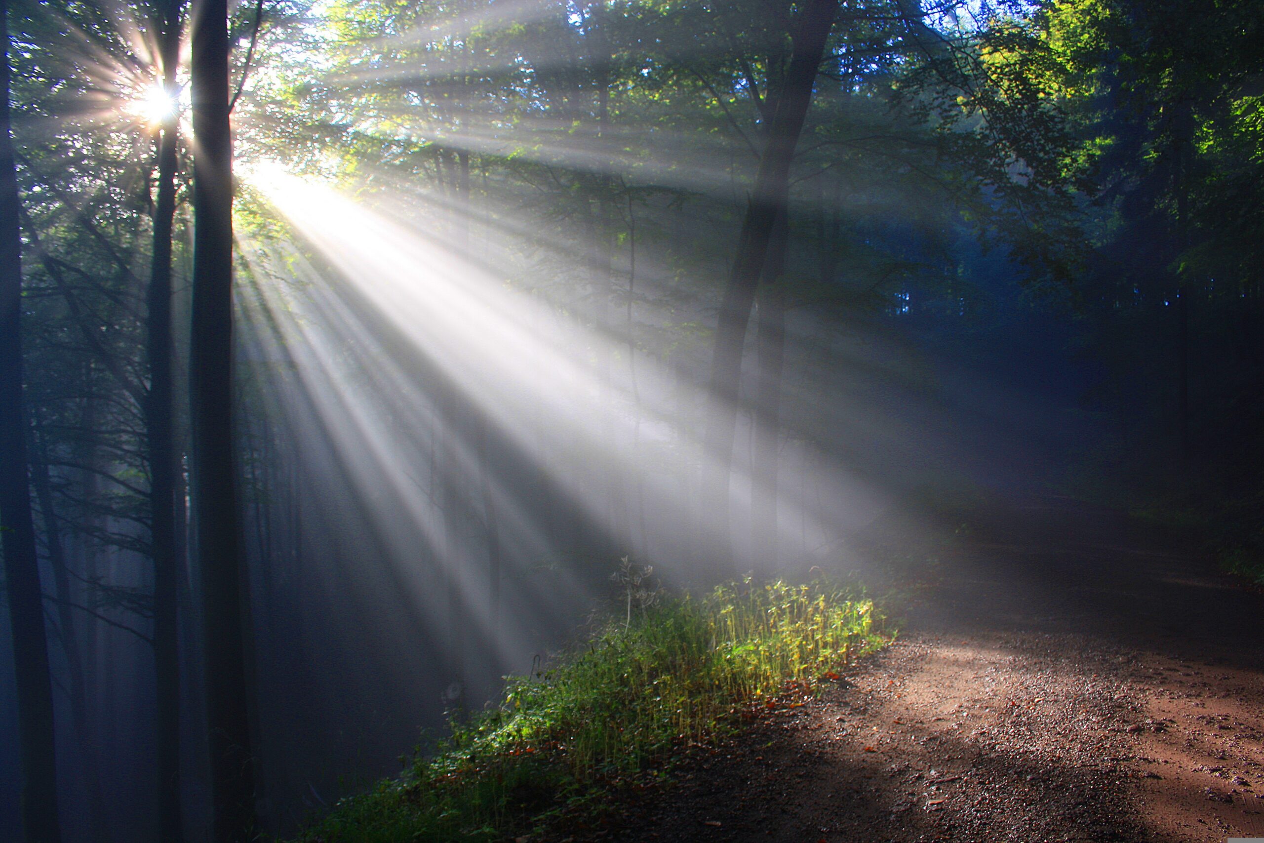 Quiet path through peaceful woods in soft morning light representing listening for  God's voice