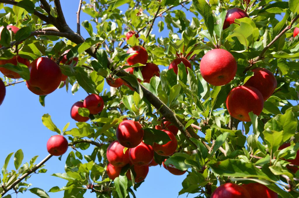 Fruit-laden apple tree in morning sunlight, a reminder that we seek God's glory and are known by our fruit