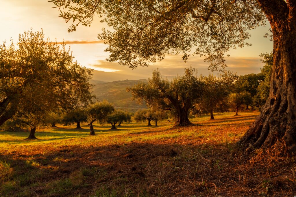 Golden sunlight breaking through clouds over a peaceful meadow, reflecting the power of God's love to drive out fear