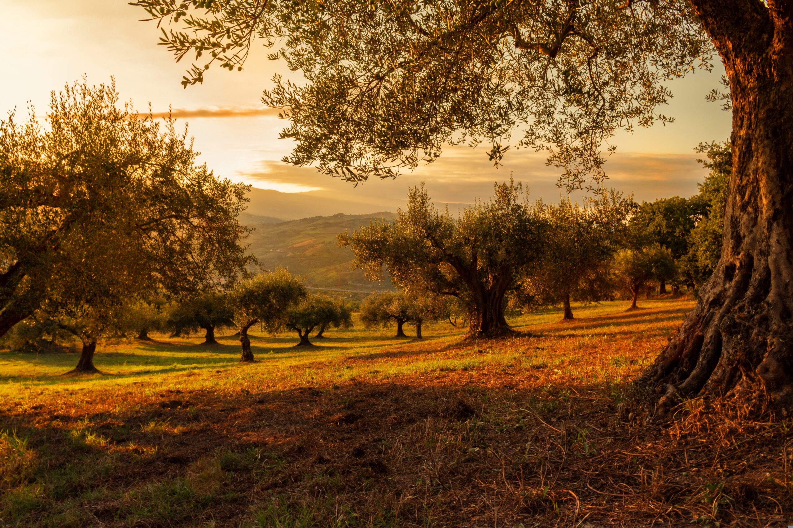 Golden sunlight breaking through clouds over a peaceful meadow, reflecting the power of God's love to drive out fear