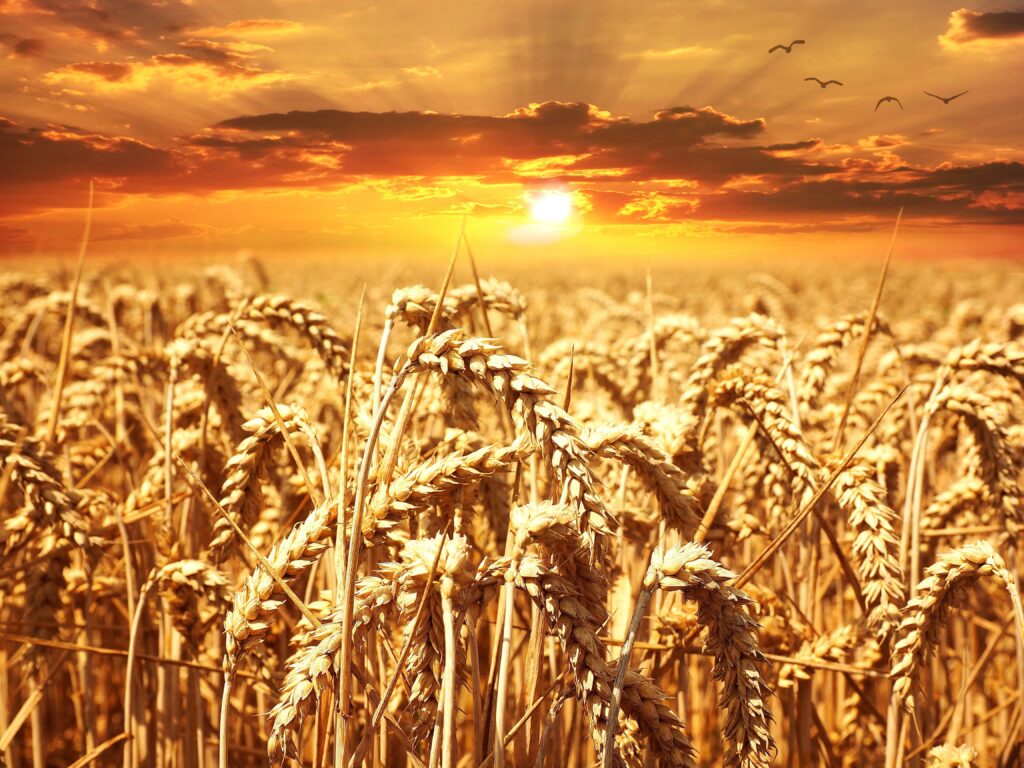 Golden wheat field at sunrise, symbolizing knowledge and discernment growing into wisdom