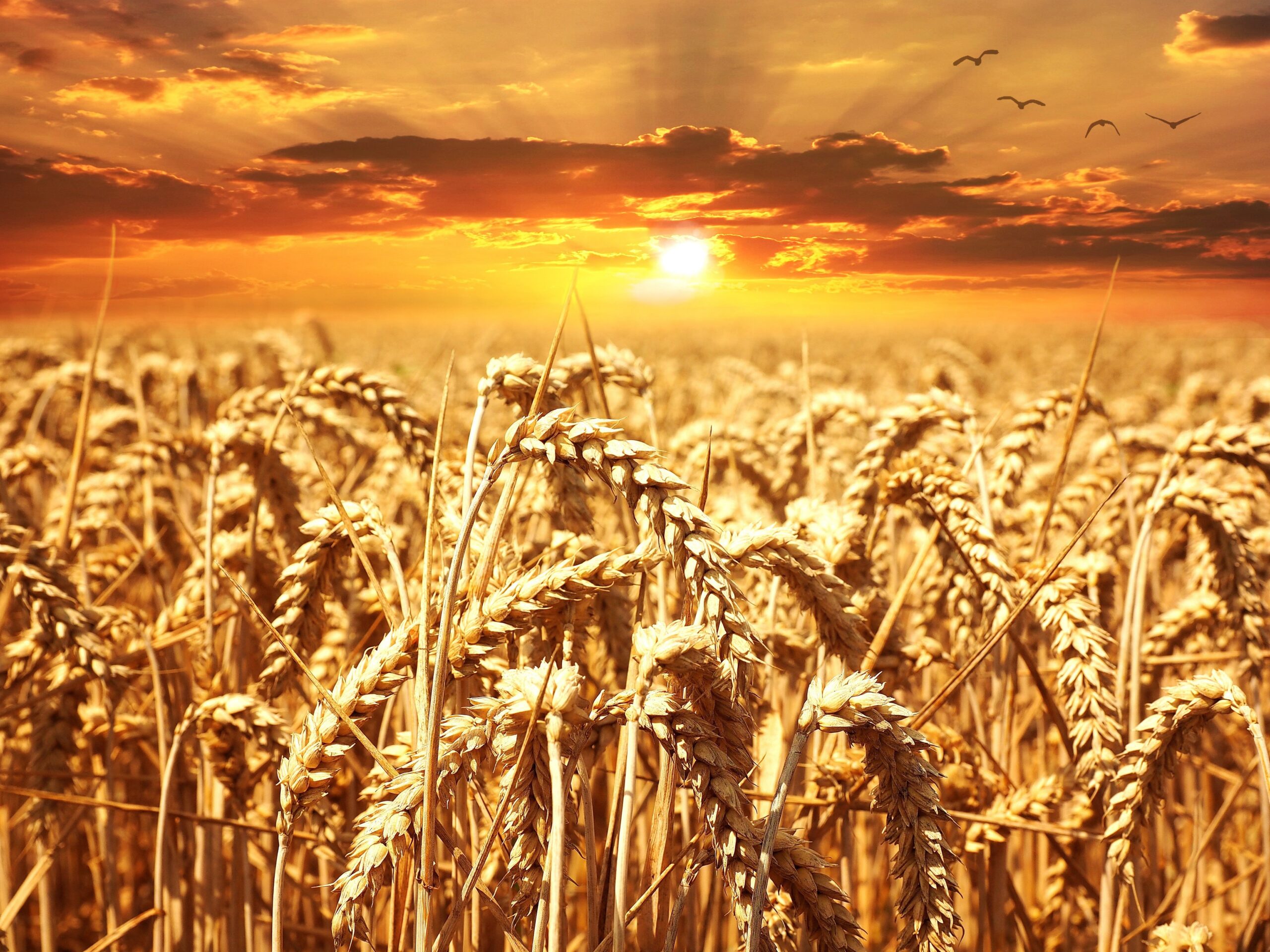Golden wheat field at sunrise, symbolizing knowledge and discernment growing into wisdom